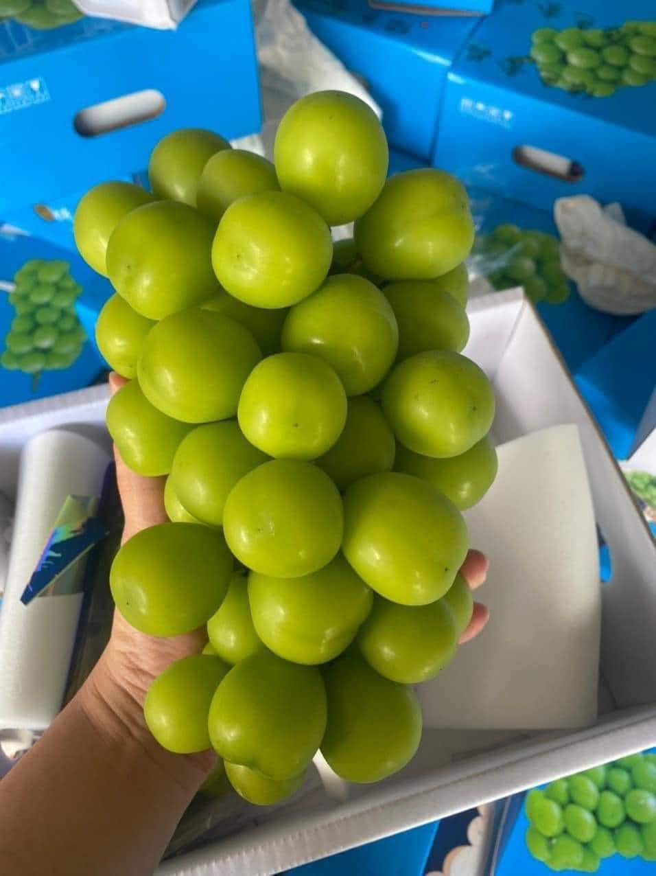 Có người bán thì cho biết, đây là nho mẫu đơn Hàn Quốc. Sở dĩ có giá rẻ như vậy là bởi nho đang vào mùa. Ảnh: Facebook