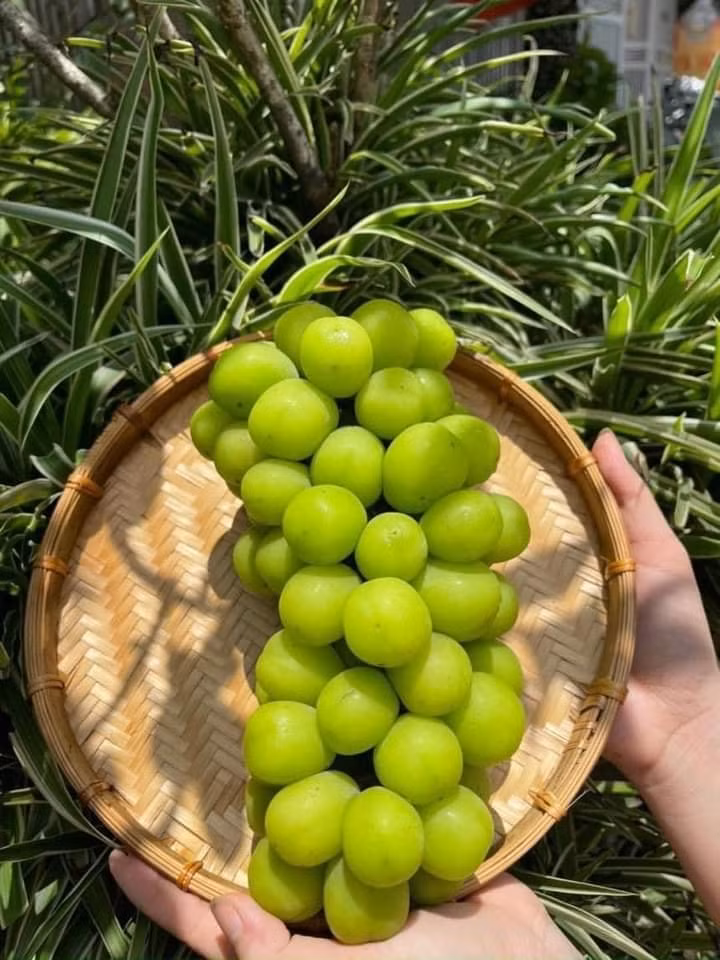 Trong khi đó, nho mẫu đơn Hàn Quốc, Nhật Bản quả to, mọng, chắc, ăn rất ngọt và vị thơm dịu rất dễ ăn. Ảnh: Facebook