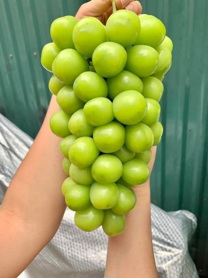 Trong khi đó, một số tiểu thương khác cho biết, loại nho mẫu đơn này nhập từ Đài Loan nên giá rẻ hơn nhiều so với nho mẫu đơn Hàn Quốc và Nhật Bản đang bán ngoài thị trường. Ảnh: Facebook