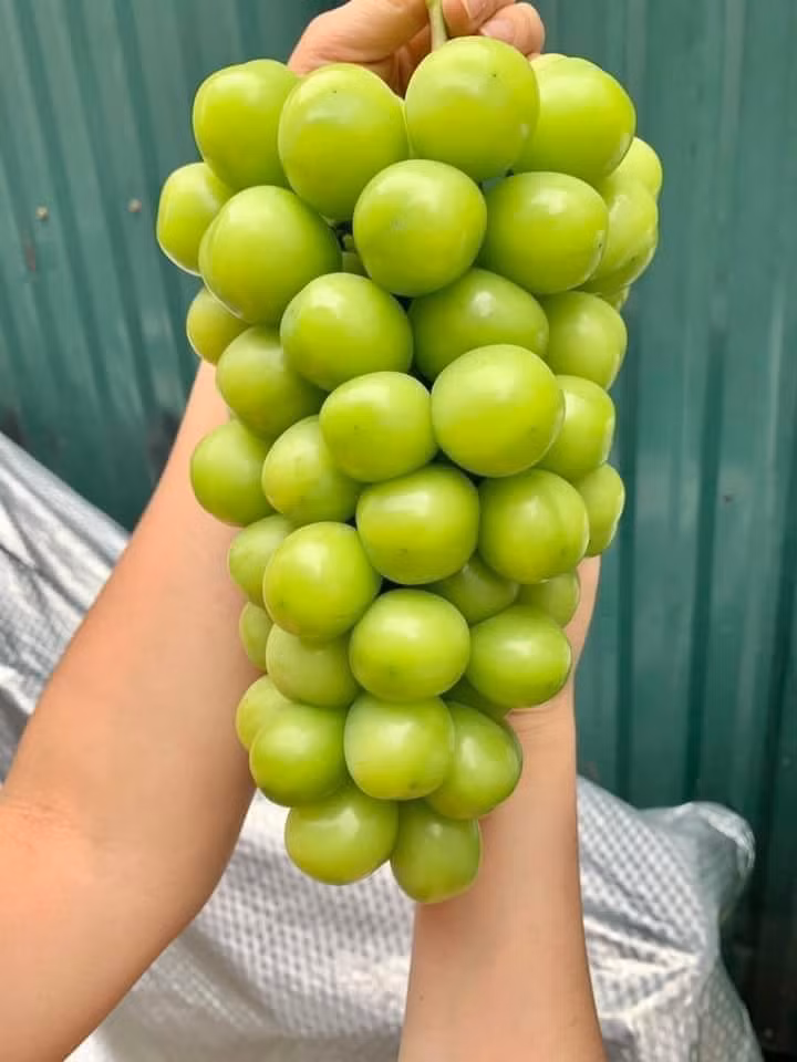 Trong khi đó, một số tiểu thương khác cho biết, loại nho mẫu đơn này nhập từ Đài Loan nên giá rẻ hơn nhiều so với nho mẫu đơn Hàn Quốc và Nhật Bản đang bán ngoài thị trường. Ảnh: Facebook