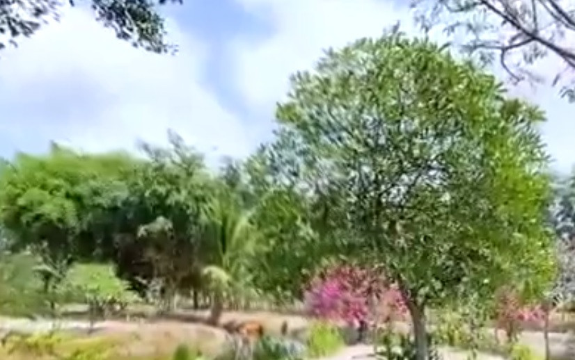 Do ở đây là nước nợ nên mỗi tháng ca sĩ Minh Hằng phải mua nước để chuyển vào tưới cho cây ăn quả.