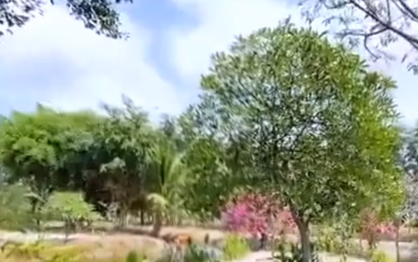 Do ở đây là nước nợ nên mỗi tháng ca sĩ Minh Hằng phải mua nước để chuyển vào tưới cho cây ăn quả.