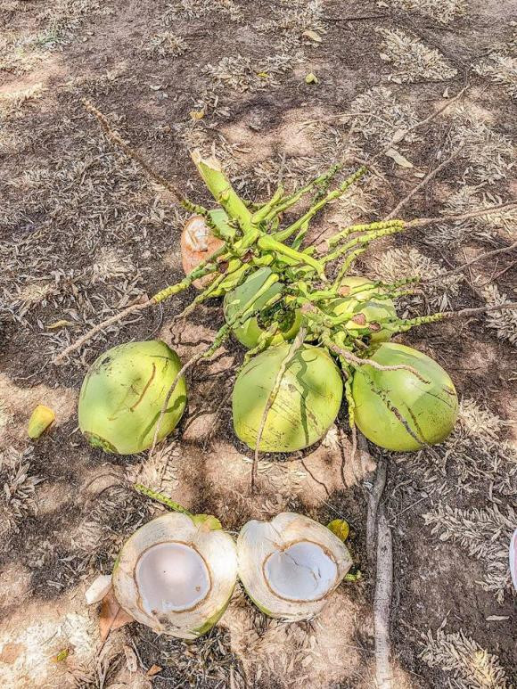 Đặc biệt, Minh Hằng không bón nhiều thuốc trừ sâu.