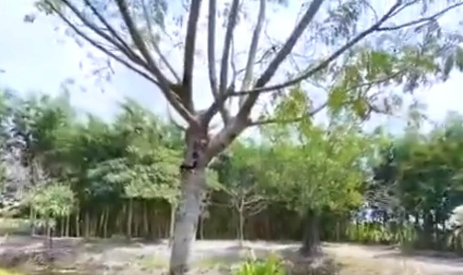 Minh Hằng tiết lộ cây xanh trong vườn đều có hệ thống tưới nước tự động.