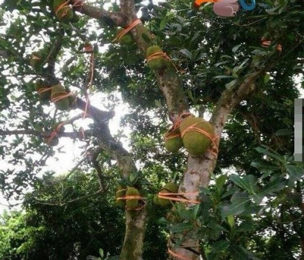 Chằng buộc từng quả như thế này vừa ngăn trộm vừa ngăn gió bão. Ảnh: Xã luận.