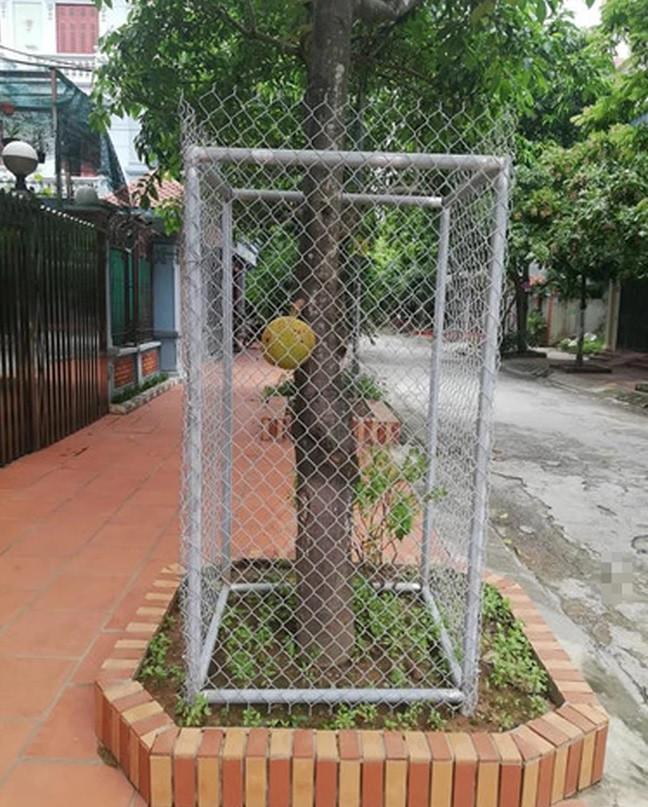 Dù chỉ là một trái mít cũng phải rào thật chắc. Ảnh: FB Phu Phambaphu. Thông báo rõ ràng để nấu bột cho con, có lẽ tên trộm sẽ thông cảm. Ảnh: 2sao
