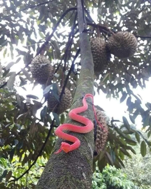 Cách chống trộm sầu riêng không đụng hàng của chủ vườn. Ảnh: 2sao