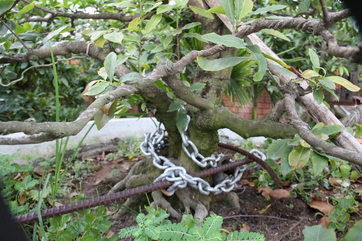 Không chỉ trái cây, những chậu mai khủng cũng được chủ vườn xích và hàn cố định để chống trộm. Ảnh: Baobinhduong