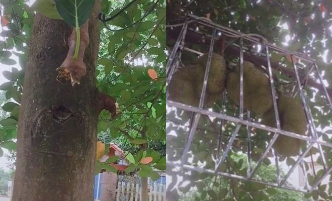 Làm hẳn cả lồng sắt để chống trộm như thế này hẳn là mít rất quý. Ảnh: Facebook