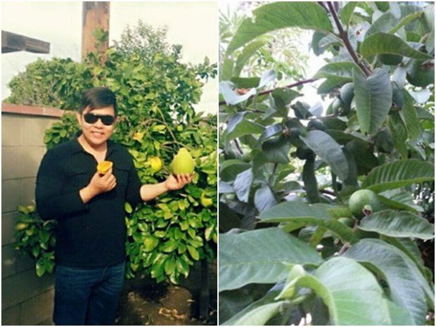 Ở xứ người, Quang Lê trồng đủ các loại cây trái nhiệt đới không khác gì khu vườn của một người nông dân Việt Nam thực thụ.