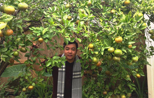 Khoe cơ ngơi rộng lớn ở Mỹ, ca sĩ Quang Lê khiến mọi người trầm trồ ngưỡng mộ vì khu vườn xanh mướt, sai trĩu quả.