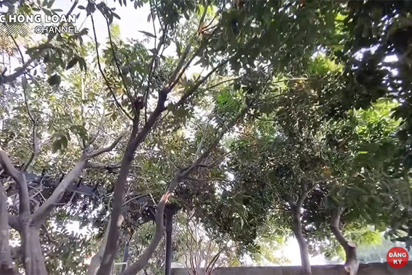 Cây nào cũng sai trĩu quả mỗi khi đến mùa thu hoạch.