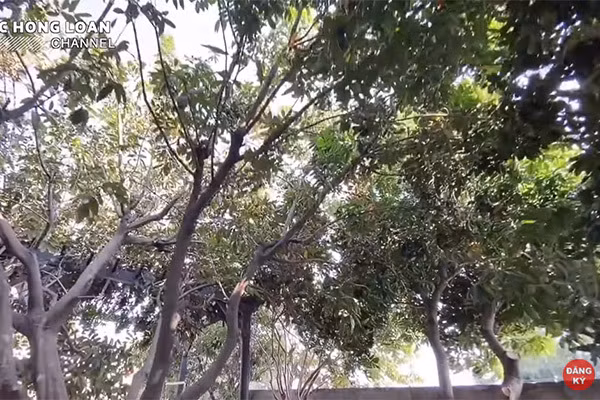 Cây nào cũng sai trĩu quả mỗi khi đến mùa thu hoạch.