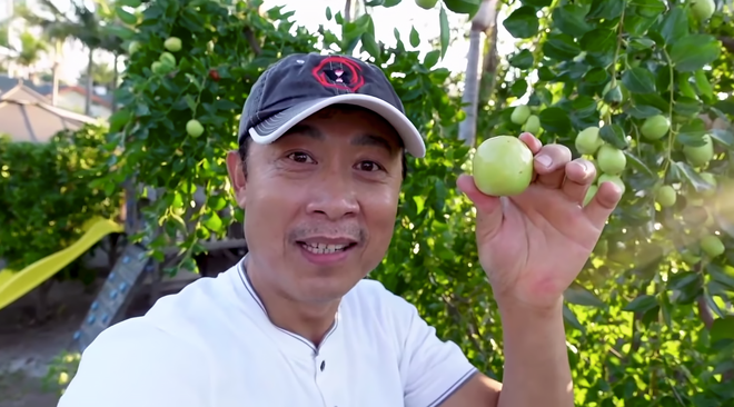 Từ ngày có khu vườn trĩu quả, danh hài Vân Sơn không cần phải đi chợ mua hoa quả.