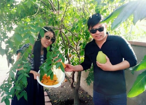 Khế ngọt cho quả vàng ươm.