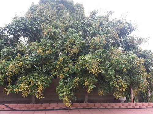 Những cây nhãn ven nhà cho quả sai trĩu cành.