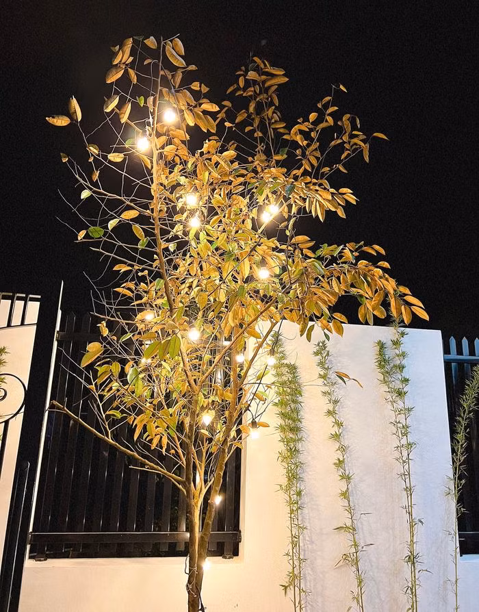 Trước nhà còn có một khoảng sân rộng được trang trí nhiều cây xanh đẹp mắt.