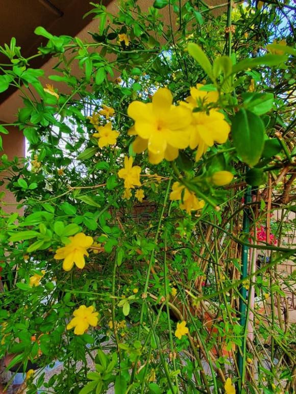 Nữ ca sĩ chủ yếu tưới tước, bón phân và cắt tỉa thường xuyên. Nguồn ảnh: FBNV