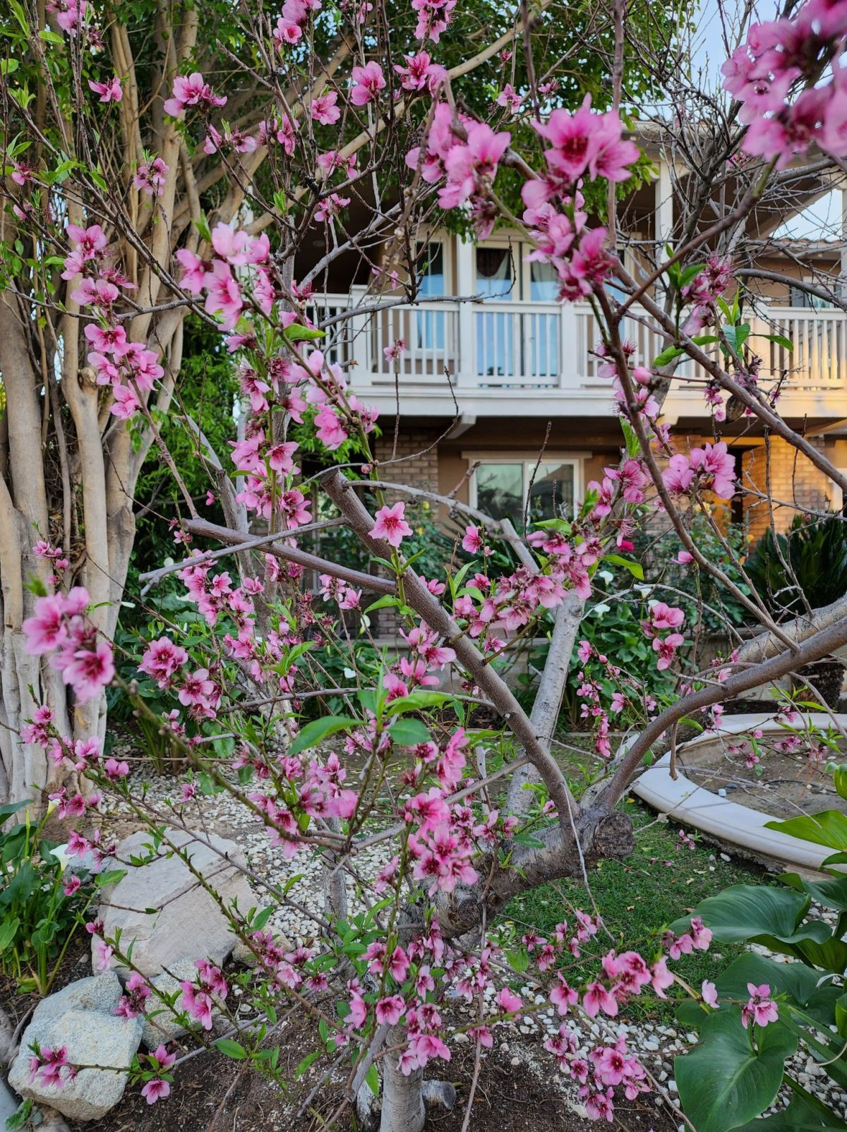 Thời tiết California thuận lợi nên việc trồng trọt của Hồ Lệ Thu rất đơn giản.