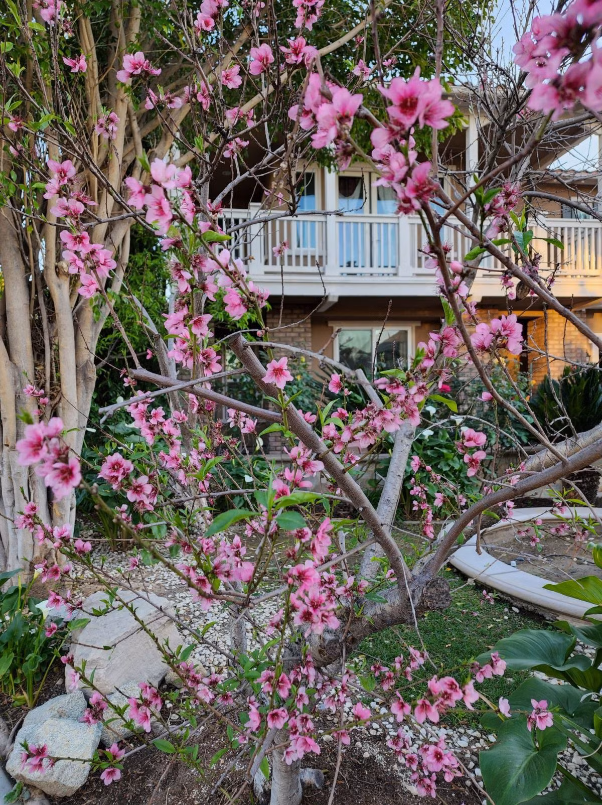 Thời tiết California thuận lợi nên việc trồng trọt của Hồ Lệ Thu rất đơn giản.