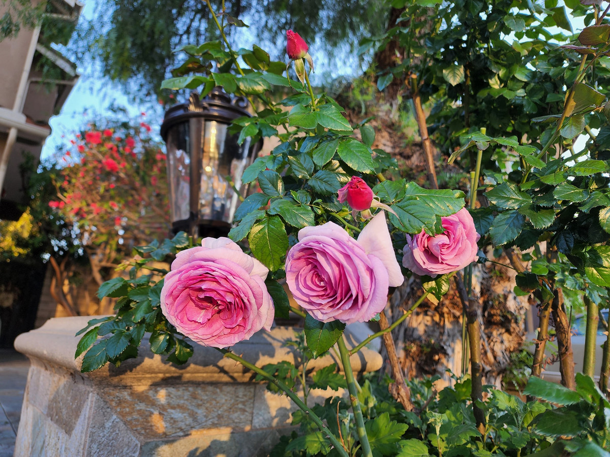 Kiến trúc căn nhà của Hồ Lệ Thu không quá khác biệt so với những ngôi nhà xung quanh, nhưng nổi bật nhờ khu vườn ngập hoa tươi và cây trái.