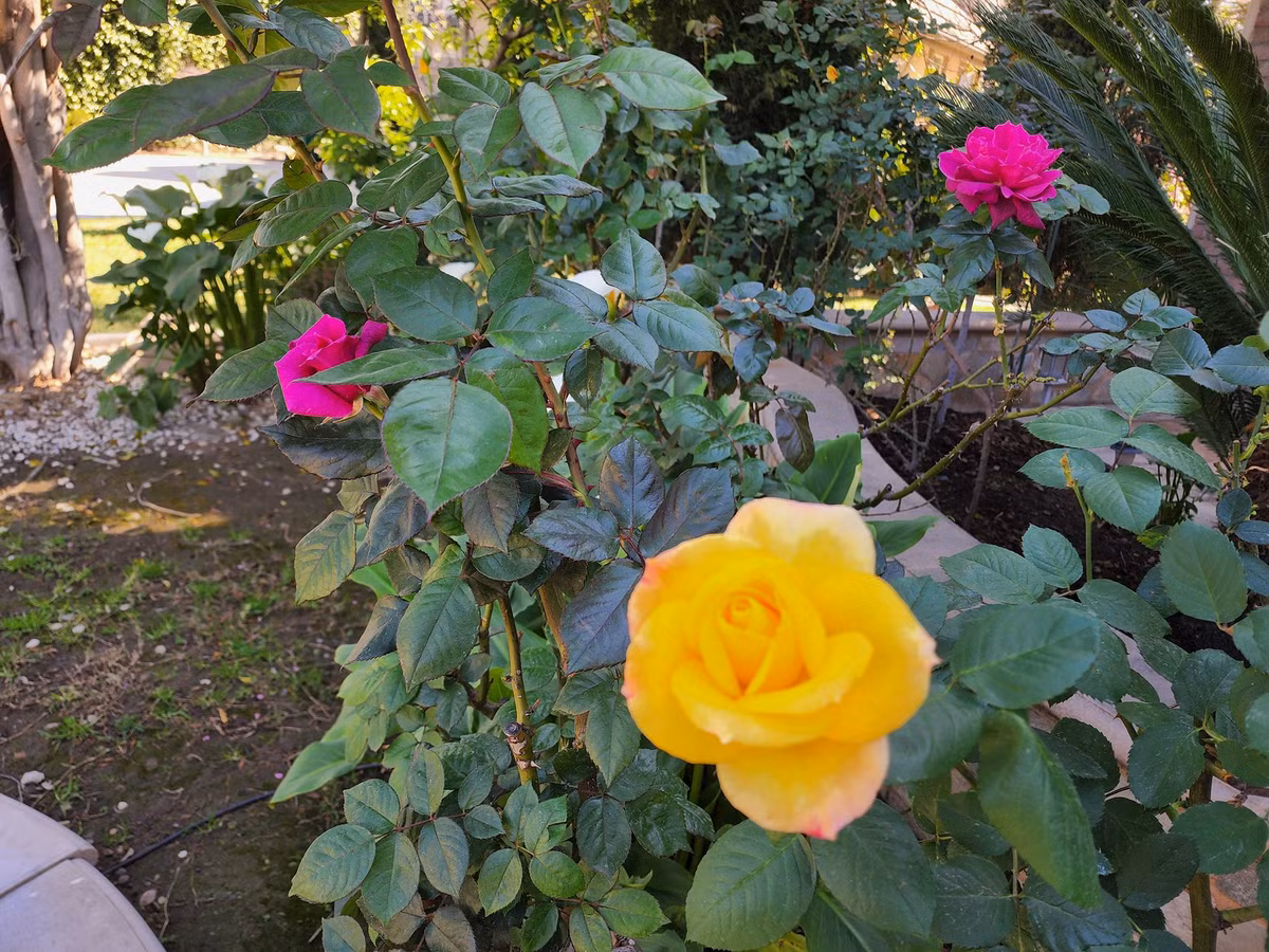 Hoa hồng đủ màu sắc đua nhau bung nở.