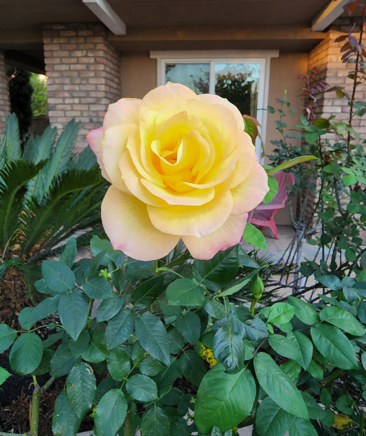 Mỗi sáng thức dậy, nữ ca sĩ thường ra ngoài ngắm hoa đang hé mở.