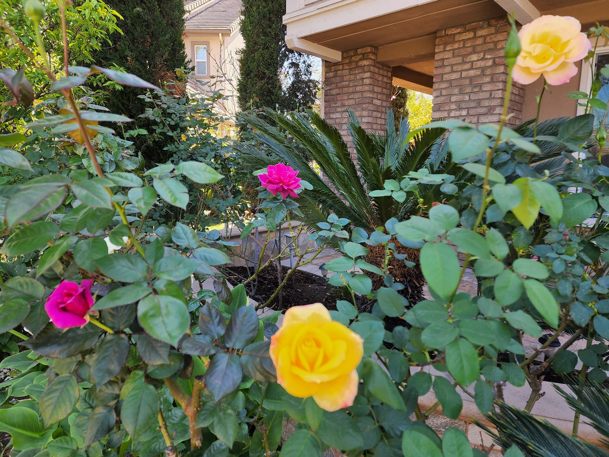 Ca sĩ Hồ Lệ Thu trồng đủ các loại hoa yêu thích như hồng, cúc, hoa giấy bonsai, đào...