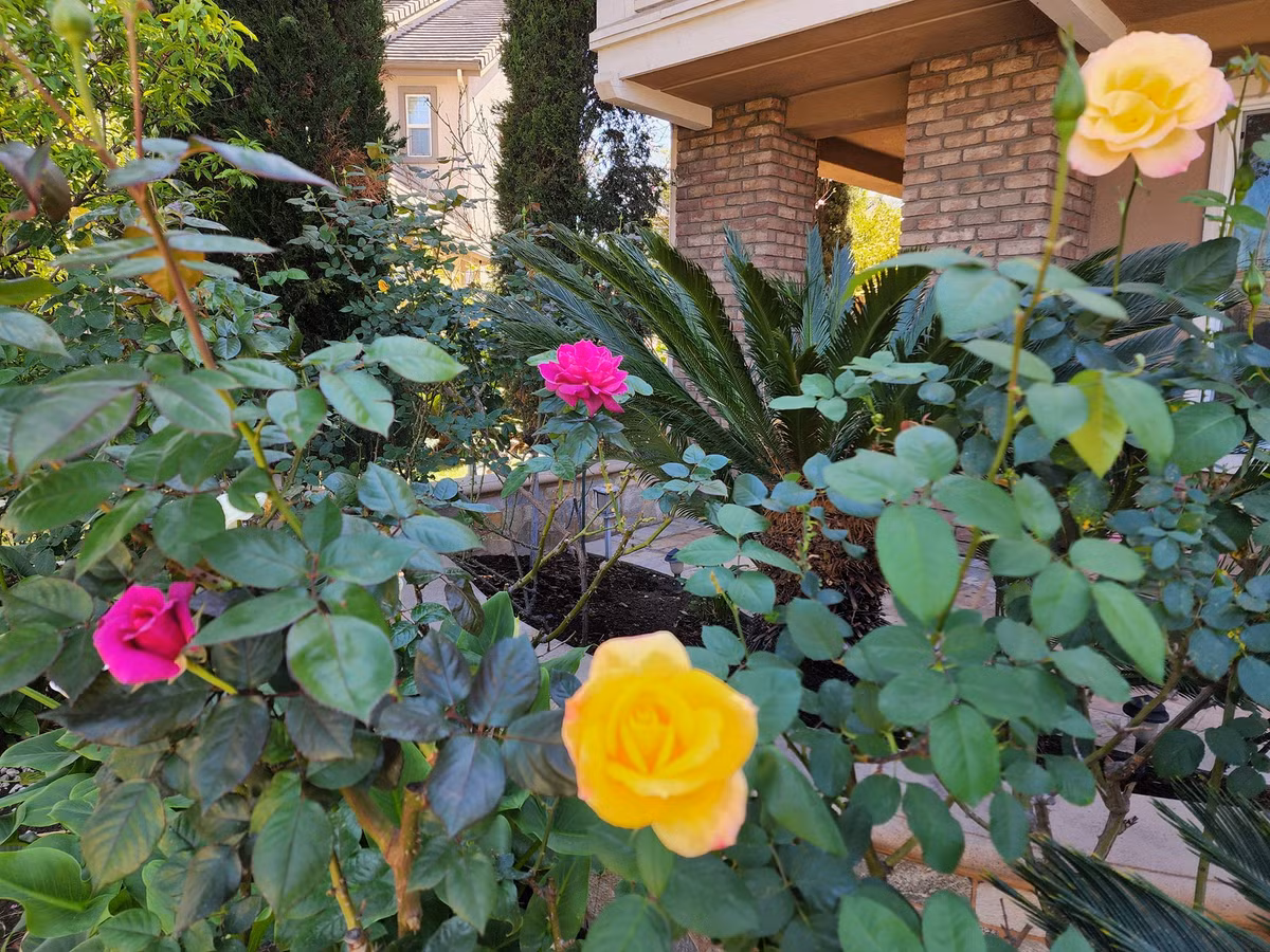 Ca sĩ Hồ Lệ Thu trồng đủ các loại hoa yêu thích như hồng, cúc, hoa giấy bonsai, đào...