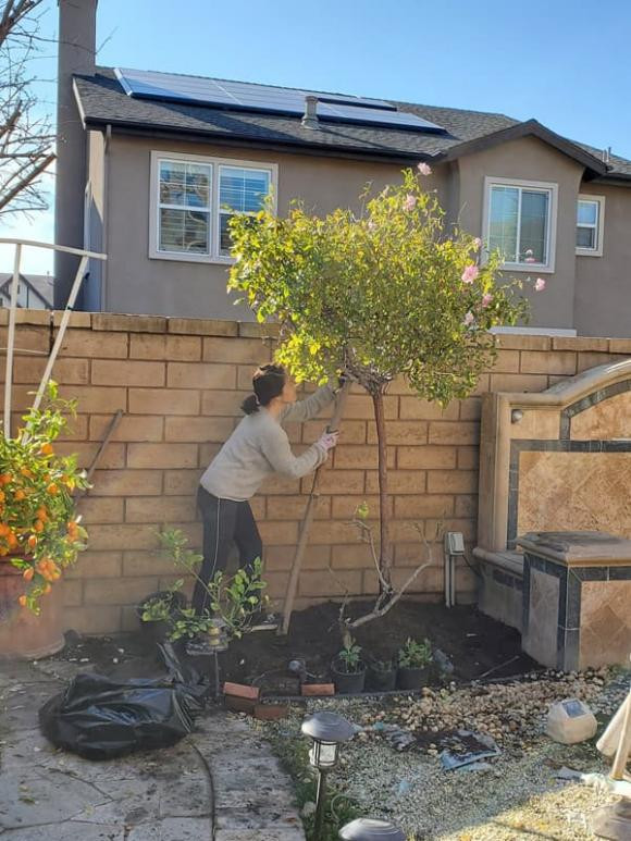 Ngoài hoa, Hồ Lệ Thu còn trồng nhiều cây ăn trái như bưởi, roi, quất, khế...