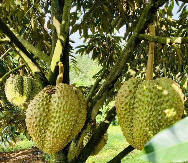 Với khoảng 200ha trồng tại Việt Nam, vườn sầu riêng của bầu Đức được xem là vùng trồng sầu riêng tập trung lớn nhất nước ta. Ảnh: Tri thức trẻ