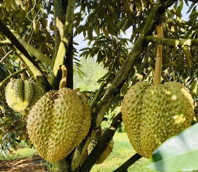 Với khoảng 200ha trồng tại Việt Nam, vườn sầu riêng của bầu Đức được xem là vùng trồng sầu riêng tập trung lớn nhất nước ta. Ảnh: Tri thức trẻ