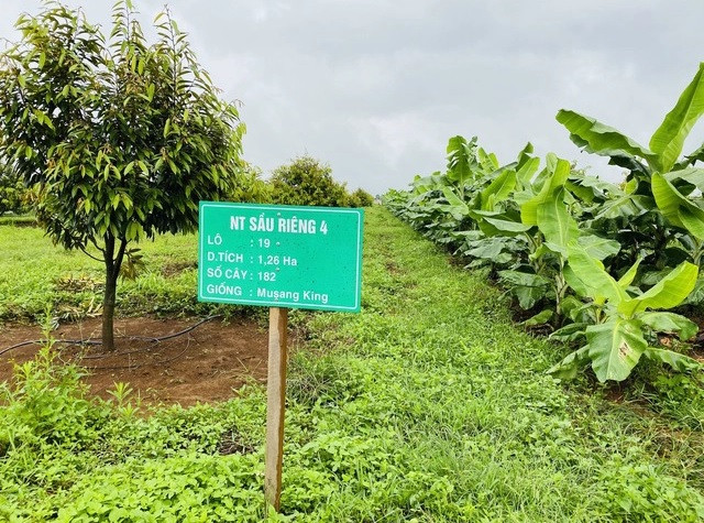 Năm sau, khi vùng trồng sầu riêng chính tại Lào vào vụ thu hoạch thì doanh thu mới đáng kể. Ảnh: Tri thức trẻ