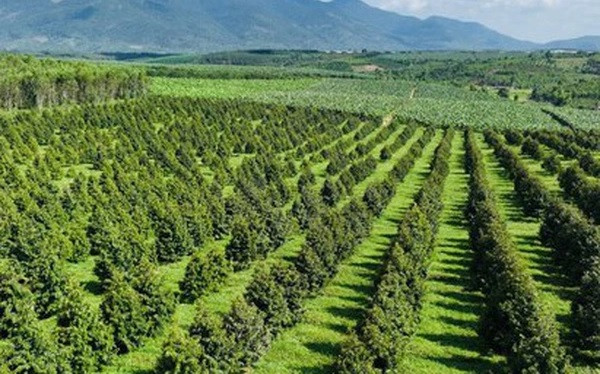 Theo bầu Đức, HAGL đang trồng hơn 200ha sầu riêng tại Việt Nam và gần 800ha tại Lào, trong đó, có hơn 300ha được dành để trồng sầu riêng giống Musang King Ảnh: Tri thức trẻ