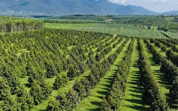 Theo bầu Đức, HAGL đang trồng hơn 200ha sầu riêng tại Việt Nam và gần 800ha tại Lào, trong đó, có hơn 300ha được dành để trồng sầu riêng giống Musang King Ảnh: Tri thức trẻ