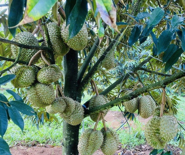 Chia sẻ trên Báo Người lao động, ông Đoàn Nguyên Đức cho biết vùng trồng sầu riêng tại Gia Lai của công ty đang bước vào thu hoạch vụ đầu tiên với sản lượng khoảng 100 tấn trong tháng 8 và 9/2022. Ảnh: Tri thức trẻ