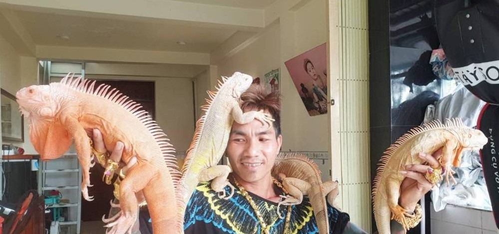 Gần 10 năm nay, anh đã đầu tư nuôi rồng Nam Mỹ quý hiếm. Ảnh: Dân Việt