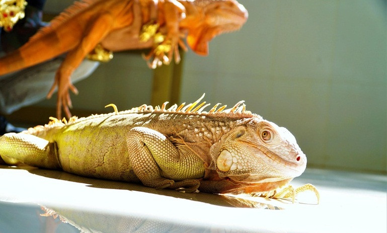 Nhưng khoảng 3 năm nay, anh bán hết số rồng cũ, mạnh tay chi hơn 3 tỷ đồng để nhập thêm một số giống cao cấp như Thanos, Snow, Red Albino…, giá dao động từ 50 triệu đến hơn 100 triệu đồng/con. Ảnh: Dân trí