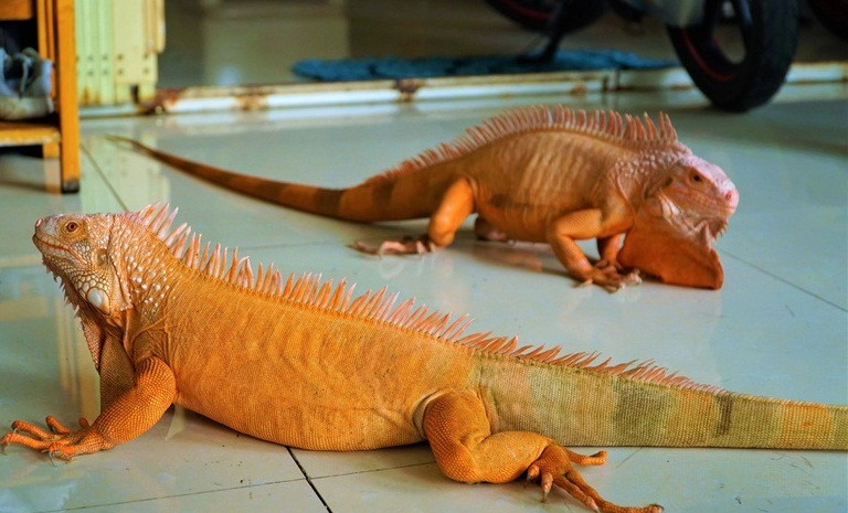 Để thu được lợi nhuận từ việc nuôi rồng, anh Lợi đã phải bỏ ra một số tiền rất lớn để mua giống và chăm sóc. Ảnh: Dân trí