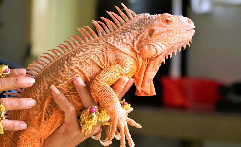 Năm 2022 cũng là năm anh Lợi bắt đầu cho rồng Nam Mỹ sinh sản và bán giống rồng Nam Mỹ quý hiếm cho khách hàng gần xa. Ảnh: Dân trí