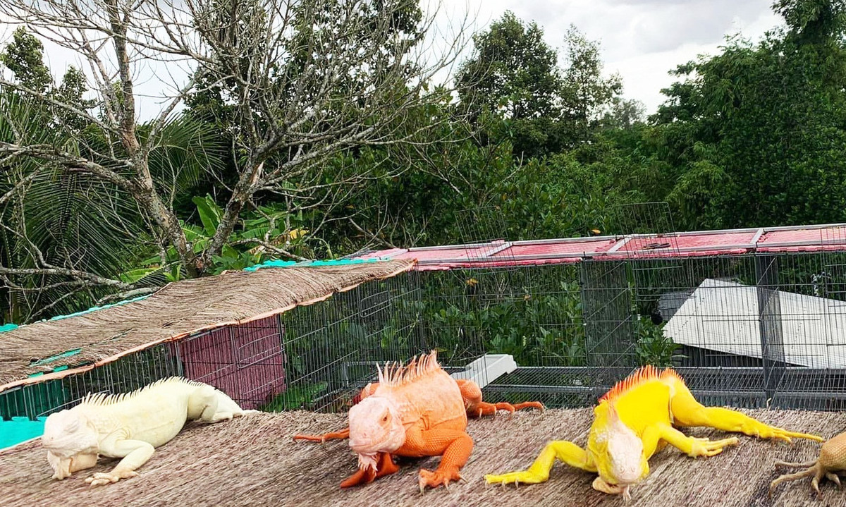 Trước đây, anh Lợi nuôi giống rồng Nam Mỹ phổ thông có giá 15-25 triệu đồng/con. Mỗi năm anh Lợi bán 500-700 con rồng giống. Ảnh: Dân Việt