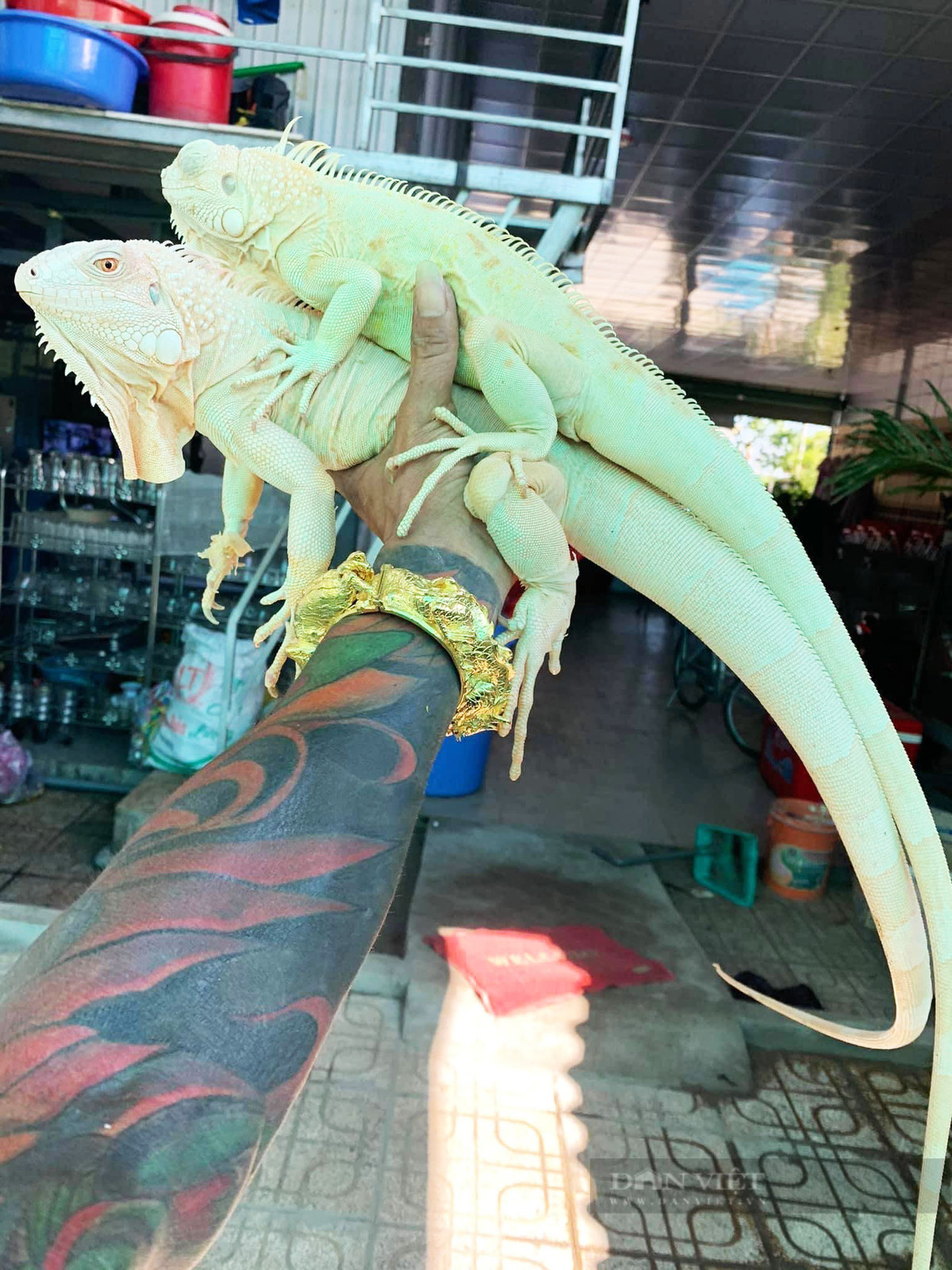 Ban đầu, anh Lợi nhập con giống từ bạn bè trong nước. Sau này, khi việc mua bán thuận lợi, anh chủ động tìm thêm mối lái ở nước ngoài (chủ yếu ở Thái Lan) để tìm giống rồng mới. Ảnh: Dân Việt