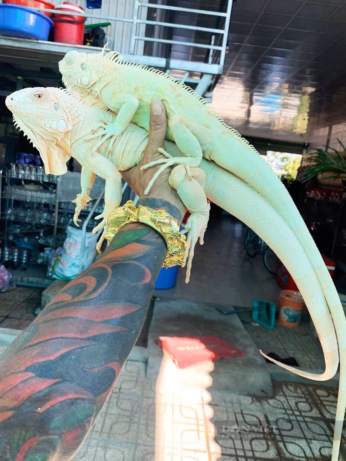 Ban đầu, anh Lợi nhập con giống từ bạn bè trong nước. Sau này, khi việc mua bán thuận lợi, anh chủ động tìm thêm mối lái ở nước ngoài (chủ yếu ở Thái Lan) để tìm giống rồng mới. Ảnh: Dân Việt