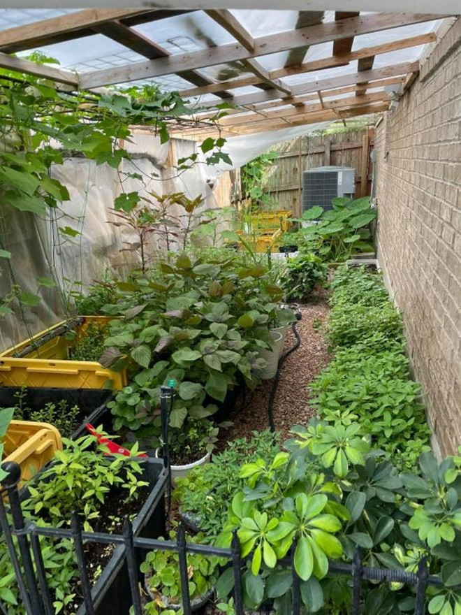 Tại khu vườn phía sau biệt thự, Quách Thành Danh trồng nhiều loại rau quả của Việt Nam như bầu bí, dưa chuột, mướp đắng, rau muống, rau cải, khóm gừng, nghệ...Ảnh: FBNV