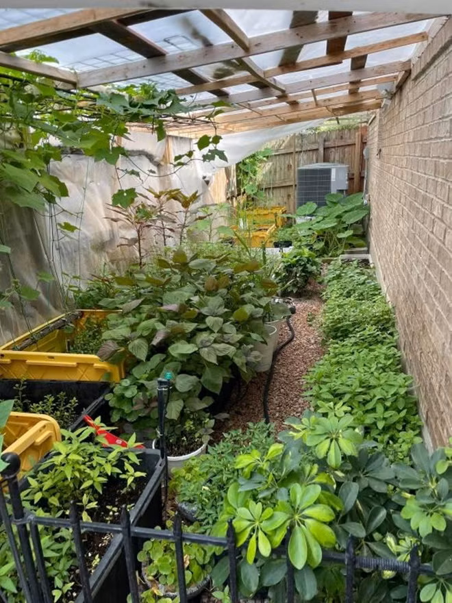 Tại khu vườn phía sau biệt thự, Quách Thành Danh trồng nhiều loại rau quả của Việt Nam như bầu bí, dưa chuột, mướp đắng, rau muống, rau cải, khóm gừng, nghệ...Ảnh: FBNV