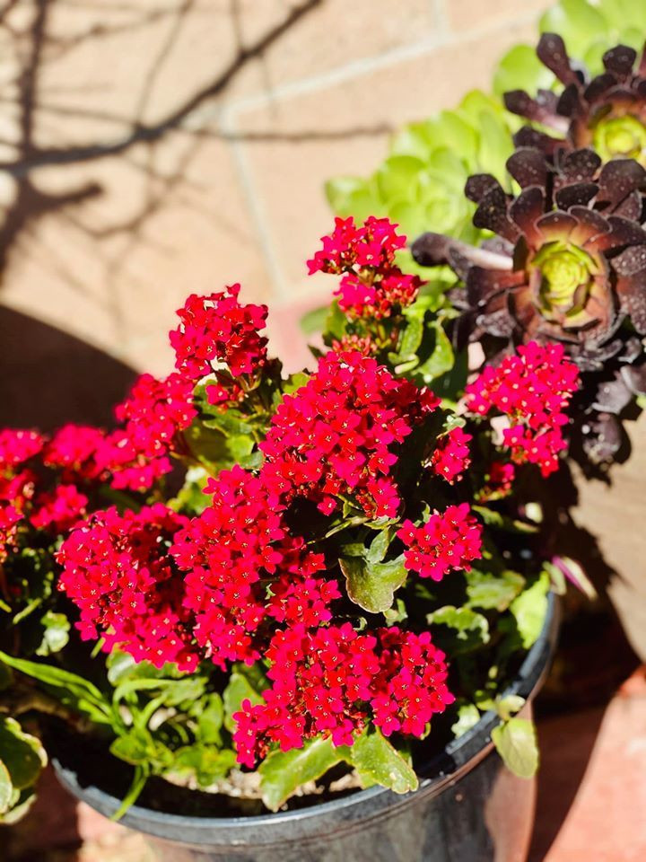 Trong khuôn viên biệt thự của Bằng Kiều còn có nhiều cây cảnh và hoa tươi. Ảnh: FBNV