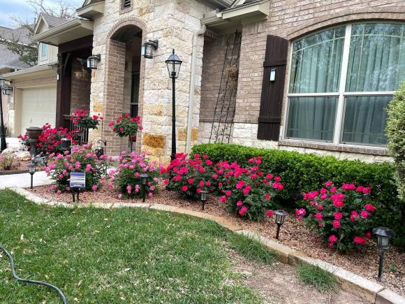 Trước nhà, Quách Thành Danh còn trồng nhiều hoa hồng đẹp mắt. Ảnh: FBNV