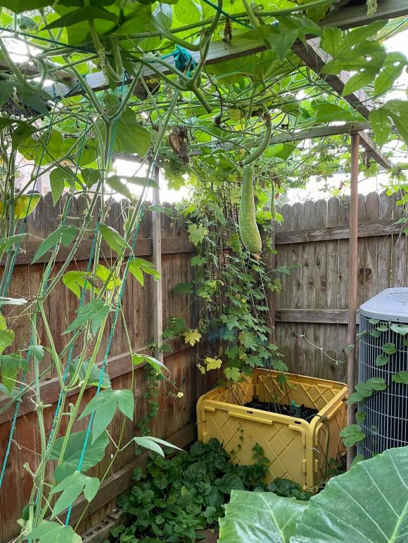 Vì thời tiết ở thành phố Austin khô nóng nên nam ca sĩ phải cài đặt hệ thống tưới nước tự động mỗi ngày ba cữ để đảm bảo cây không bị héo. Ảnh: FBNV