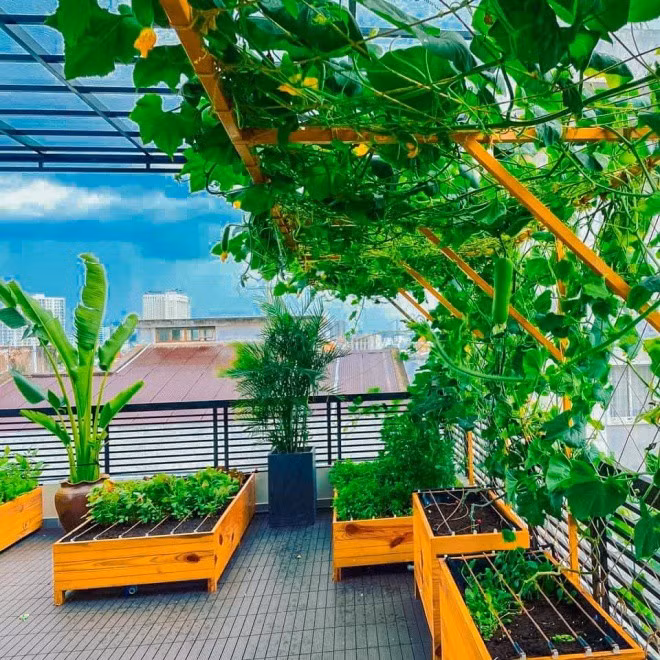 Với diện tích khu vườn khoảng 60m2, Lê Hoàng thiết kế từng thùng gỗ cỡ lớn và phân luống để trồng các loại rau khác nhau.