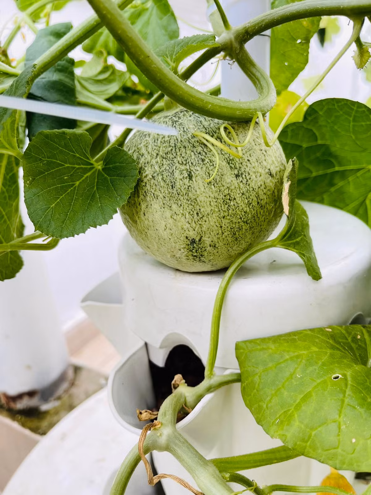 Dưa lưới tốt um và cho trái lớn.